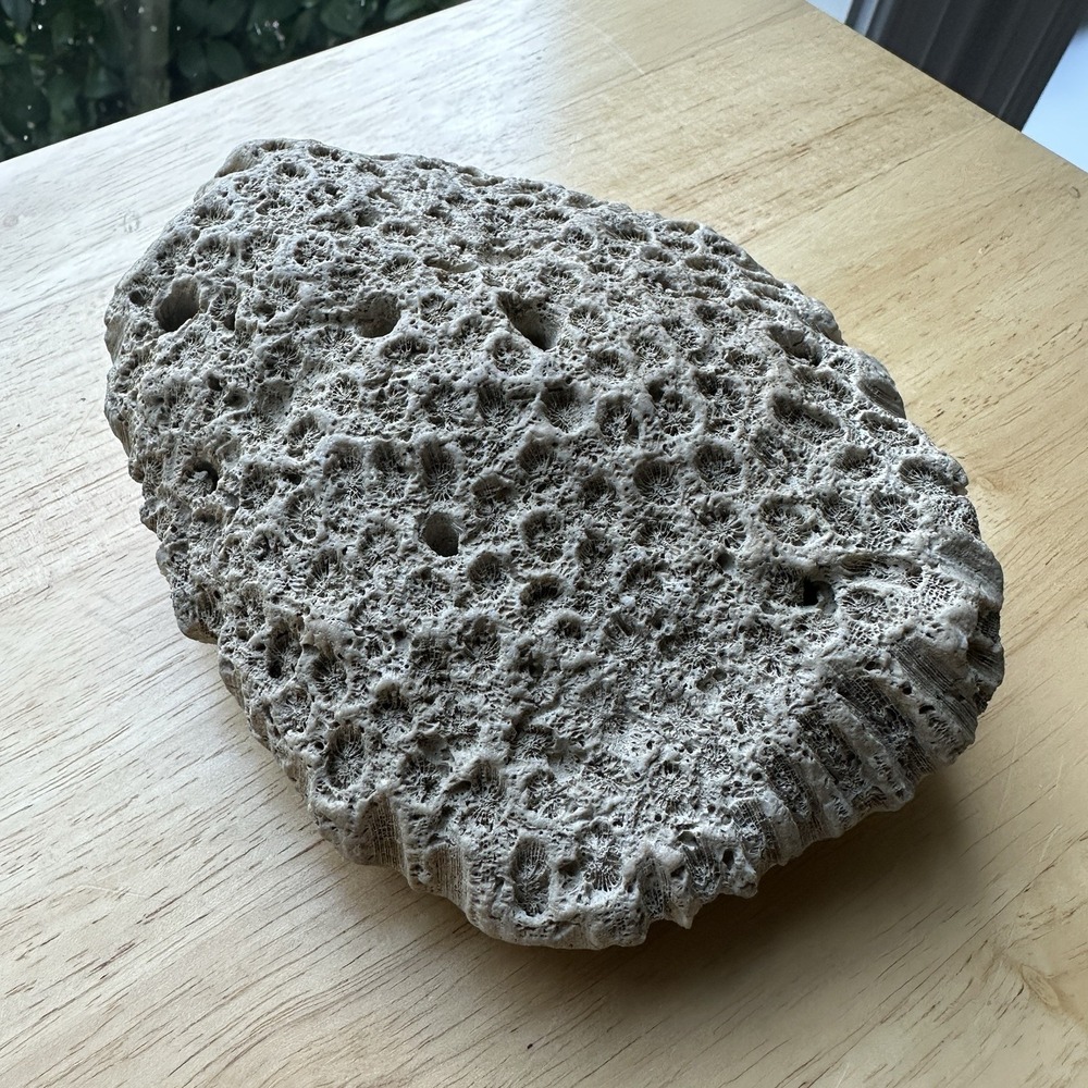 Fossil Coral Colony Specimen 5.5" Detailed Tarrant County Texas Creek Find 42 oz - Picture 9 of 11